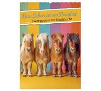 Das Leben ist ein Ponyhof - Zwergponys im Studiolicht (Wandkalender 2026 DIN A2 hoch), CALVENDO Monatskalender: Pony Kalender mit bezaubernden ... oder Kalender fürs Mädchenzimmer.