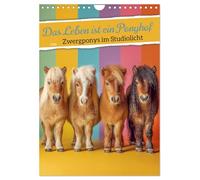 Das Leben ist ein Ponyhof - Zwergponys im Studiolicht (Wandkalender 2026 DIN A4 hoch), CALVENDO Monatskalender: Pony Kalender mit bezaubernden ... oder Kalender fürs Mädchenzimmer.