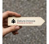 Datura innoxia SEEDS - - SEMI Fiore della luna | Tromba degli angeli