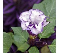 Datura Metel semi - Datura metel fl.pl