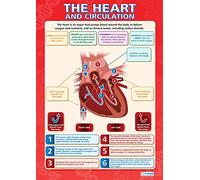 Daydream Education Il cuore e la circolazione | Poster scientifici | Carta lucida misura 850 mm x 594 mm (A1) | Grafici scientifici per l'aula | Grafici educativi