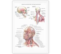 Dcvjiy Splendidi poster con anatomia muscolare della testa e del collo, anatomia umana, fisiologia, arte medica, organo, scheletro, teschio, sistema nervoso, stampe per dormitorio, laboratorio,
