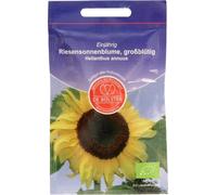 De Bolster Girasole Gigante - 5 g