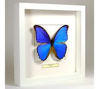 De Museumwinkel.com Morpho didius - Grande Farfalla Blu - Vera Farfalla di Tassidermia Montato sotto Vetro in Cornice di Legno Bianca Fatta a Mano