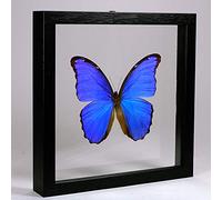 De Museumwinkel.com Morpho didius - Grande farfalla blu - Vera Farfalla di Tassidermia montato tra Vetro in Cornice di doppia vetro di Legno Nera fatta a Mano