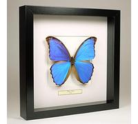 De Museumwinkel.com Morpho Didius - Il Morpho Blu - Vera Farfalla di Tassidermia Montato sotto Vetro in Cornice di Legno Nera Fatta a Mano