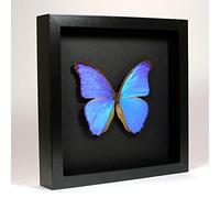 De Museumwinkel.com Morpho Didius - Il Morpho Blu - Vera Farfalla di Tassidermia Montato sotto Vetro in Cornice di Legno Nera Elegante Fatta a Mano