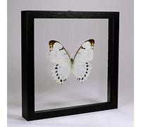 De Museumwinkel.com Morpho Luna - Grande Farfalla Bianca - Vera Farfalla di Tassidermia Montato tra Vetro in Cornice di Doppia Vetro di Legno Nera Fatta a Mano