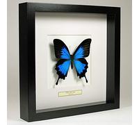 De Museumwinkel.com Papilio Ulysses - Farfalla di Ulisse - Vera Farfalla di Tassidermia Montato sotto Vetro in Cornice di Legno Nera Fatta a Mano