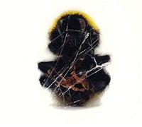 Deadbeat - Walls And Dimensions