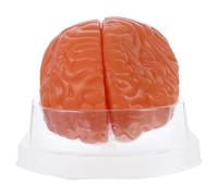 DEARMAMY Modello Anatomico Cervello Scomponibile Parti con Sezione Trasversale Realistica Strumento Didattico per Studio Biologia e Psicologia per Lezioni e Ricerca Scientifica