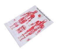 DEARMAMY Poster Anatomico Muscolare Pratico e Facile da Leggere, per Laboratorio e Scuola, per Studenti e Pazienti
