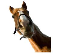Decalcomania Da Muro Con Cavallo - Grandi Adesivi In vinile Con Cavallo | Decalcomania Da Muro Con | Divertente Murale Di Sfondo Con Testa Dipinta | Ild Horses Peel And Stick Vetrofanie Anima