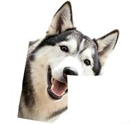 Decalcomania statica con realistica per la progettazione del cane HUSKY per le superfici di vetro facendo uso dell'installazione assistita dall'acqua