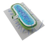 DECHOUS Modelli Cellulari Biologici Ingranditi per Insegnamento della Biologia, Sussidi Didattici la Scuola, Strumenti di Visualizzazione delle Cellule per Studi Scientifici
