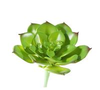 DECHOUS Piante Succulente Finte Decorative in Pvc, Dimensioni Compatte 8x6 Cm, Piante Artificiali Realistiche Per Ufficio, Casa, Balcone e Tavolo, Come Regalo Creativo