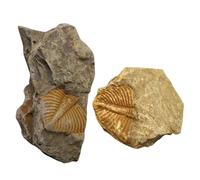 DECOMELODY 2 pezzi Fossili Trilobite Coda Modello Decorativo per Studio Paleontologico e Didattica Scientifici Educativi per Collezione e Ricerca