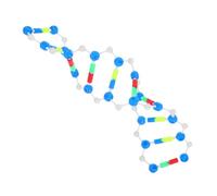DECOMELODY Modello Dna Doppia Spirale Kit Didattico Scientifico per Laboratorio e Aula con Struttura Molecolare Interattiva per Apprendimento Genetica e Biologia