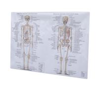 DECOMELODY Poster Muscolare Illustrazione Didattica per Scuole e Laboratori Facile da Leggere e Decorativo per Studenti e Appassionati Anatomia