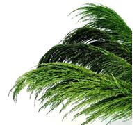 decorare la casa con fiori secchi, Mazzo di fiori secchi di erba della pampa, 80-120 cm, confezione da 5, for decorazioni for la casa(80-120cm-05,5PCS)
