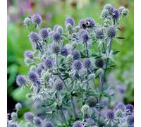 decorative amiche arredamento ufficio,lungo periodo di per un tappezzante resistente Decorazione giardino,molto amica 100semi