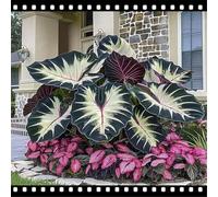 Decorazione da giardino con taro a forma di orecchio di elefante - crea un paesaggio tropicale - riempi l'angolo del giardino-H-5 Rizoma