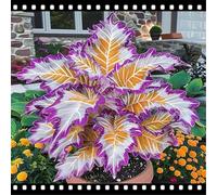 Decorazione da giardino con taro a forma di orecchio di elefante - crea un paesaggio tropicale - riempi l'angolo del giardino-E-8 Rizoma