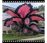 Decorazione da giardino con taro a forma di orecchio di elefante - crea un paesaggio tropicale - riempi l'angolo del giardino-F-5 Rizoma