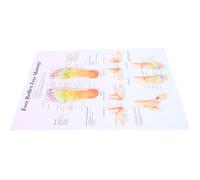 Decorazione da Poster di Riflessologia Plantare in Resistente alle Macchie e Facile da Pulire per Uffici e