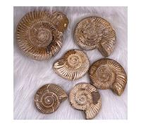 decorazione della stanza For la Cristallo Campione Conchiglia naturale Pietra preziosa Madagascar Reliquiae Lumaca di mare Cristalli regalo Guarigione (Size : 140-160g)