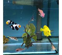 Decorazione Per Acquario Decorazioni Piante Acquatiche Di Plastica