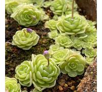 decorazione selvatica carnivoro semi da letto elevato per balcone decorativo estate 5pcs