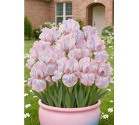 Decorazioni da giardino con iris - Colorate ed eleganti, creano un'atmosfera romantica senza sforzo.-15Bulbi-B