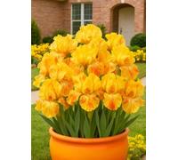 Decorazioni da giardino con iris - Colorate ed eleganti, creano un'atmosfera romantica senza sforzo.-4Bulbi-C