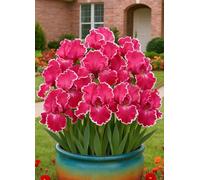 Decorazioni da giardino con iris - Colorate ed eleganti, creano un'atmosfera romantica senza sforzo.-4Bulbi-Z