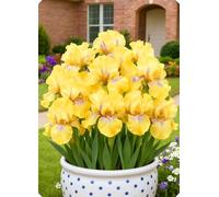 Decorazioni da giardino con iris - Creano un paesaggio romantico senza sforzo.-10Bulbi-B