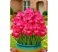 Decorazioni da giardino con iris - Creano un paesaggio romantico senza sforzo.-10Bulbi-E