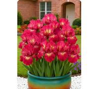 Decorazioni da giardino con iris - Creano un paesaggio romantico senza sforzo.-6Bulbi-O