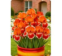 Decorazioni da giardino con iris - Creano un paesaggio romantico senza sforzo.-8Bulbi-C