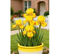 Decorazioni da giardino con iris - Resistenti e facili da curare, perfette per abbellire il giardino in primavera e in estate.-4Bulbi-B