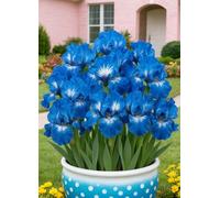 Decorazioni da giardino con iris - Resistenti e facili da curare, perfette per abbellire il giardino in primavera e in estate.-4Bulbi-X