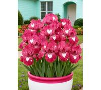Decorazioni da giardino con iris - Resistenti e facili da curare, perfette per abbellire il giardino in primavera e in estate.-10Bulbi-C
