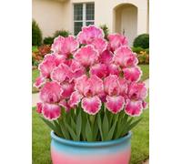 Decorazioni da giardino con iris - Resistenti e facili da curare, perfette per abbellire il giardino in primavera e in estate.-4Bulbi-V
