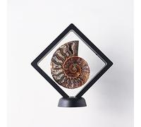 Decorazioni per la casa in cristallo Pietre naturali tagliate a metà del Madagascar, ammonite, conchiglie, minerali, campioni, artigianato, oggetti da collezione, ornamenti for la casa(Single left)