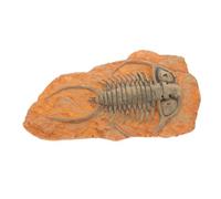 DECORNIJIA Decorazione Paleontologica Insetto in Ornamento Esemplare Leggero e Portatile per Insegnamento e Paesaggio Adatto Appassionati di Scienze e Laboratori Paleontologia