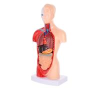 DECORNIJIA Modello Anatomico Di Organi Interni Supporto Per Anatomia Umana Di Studio e Insegnamento Medico Dimostrativo Per Pazienti e Adulti