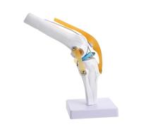 DECORNIJIA Modello Anatomico Ginocchio Umano Grandezza Naturale in PVC Articolazione Funzionale con Movimento Realistico per Insegnamento Medico e Studio Anatomia