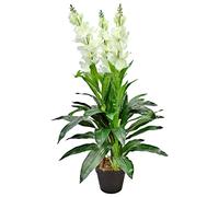 Decovego Violacciocca Matthiola Pianta Artificiale con Fiorituri 100cm