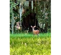 Deer in Tall Grass Gratitude Journal: large hardcover (in Charleston 8.5 x 11 ) 100 lined premium pages wildlife photos in Charleston SC