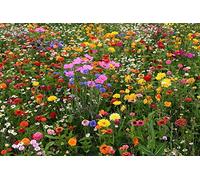 Deer Resistente Wildflower Seed Mix, 13 specie, varietà formati,